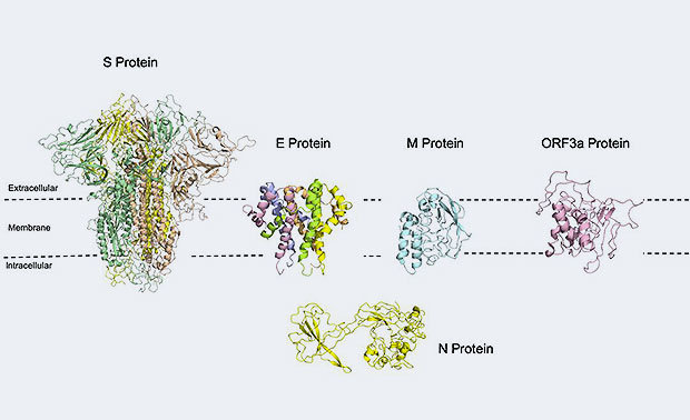 晶蛋生物新型冠状病毒肺炎关键蛋白表达纯化、结构解析和创新新药研发