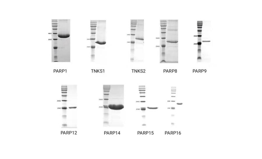 晶蛋生物助力PARP抑制剂研发—PARP蛋白优质产品推介