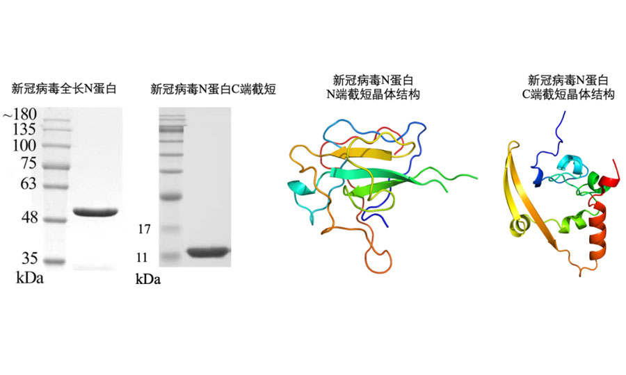 晶蛋生物免费提供晶体级别全长和截短N蛋白，助力新冠病毒抗原检测