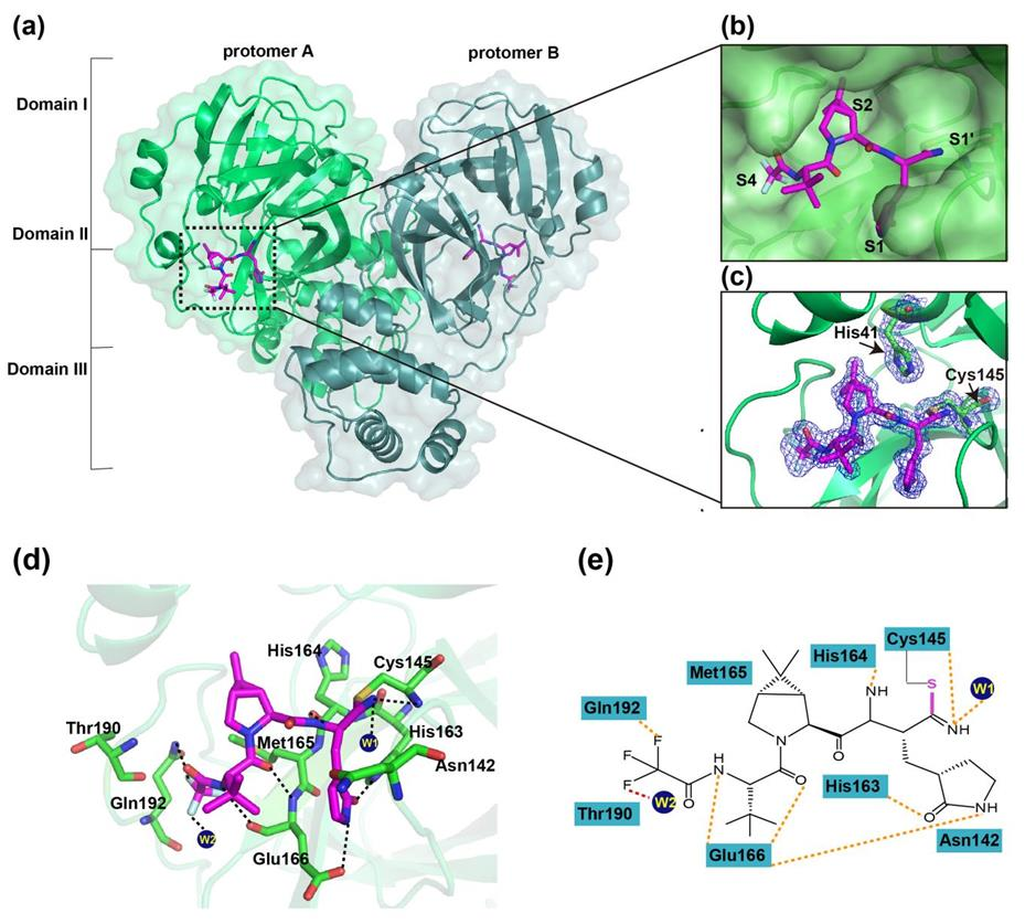 SARS-CoV-2 Mpro与PF-07321332复合物的晶体结构
