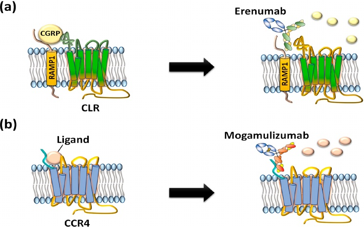 图3 Erenumab和Mogamulizumab[4]24.png