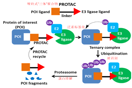 图2 PROTAC作用机制（网图）.png