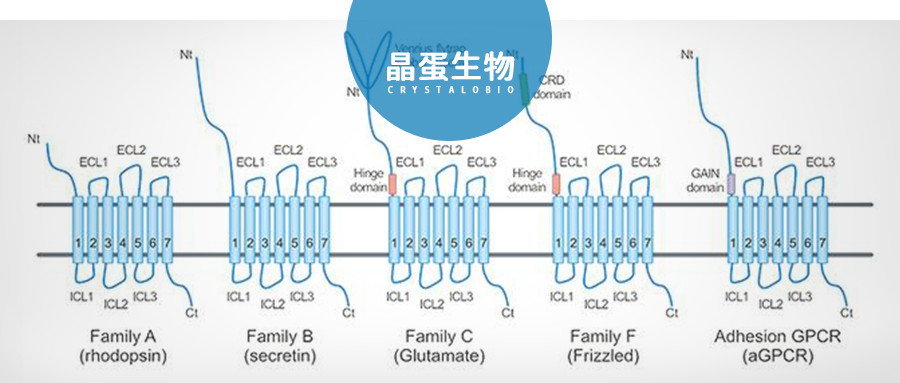 盘点不同形式GPCR抗原制备的优缺点
