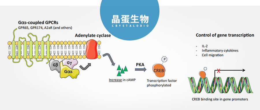 质子感应受体GPR65在疾病中的用武之地