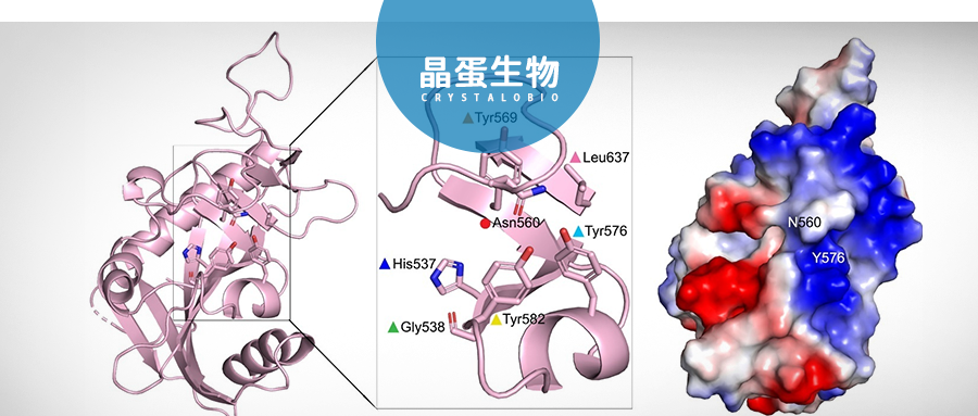 晶蛋生物发布明星靶点PARPs家族与抗肿瘤药物分子机制研究成果