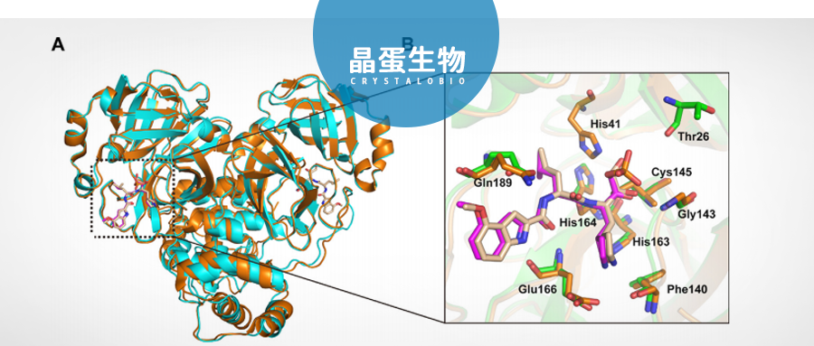 战“疫” | 晶蛋生物硬核解析新冠药物成果在分子生物学杂志JMB上发表