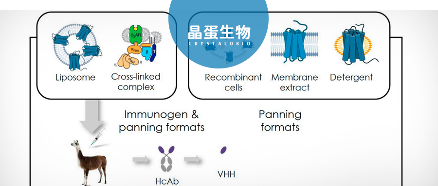 GPCR与纳米抗体的强强联手