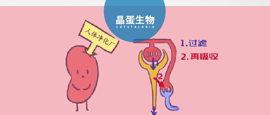 沉默的杀手，慢性肾病之IgA肾病