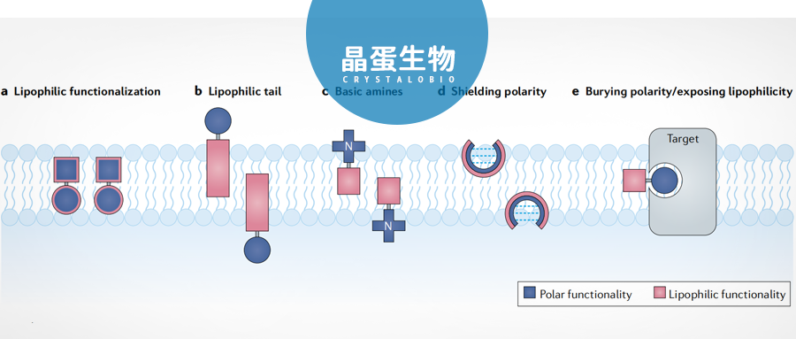 药物设计策略：蛋白质-脂质界面的配体结合