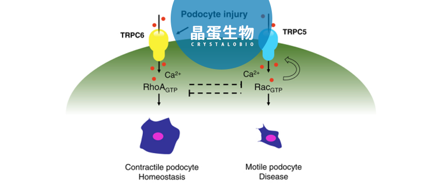 慢性肾病的新靶点-TRP离子通道