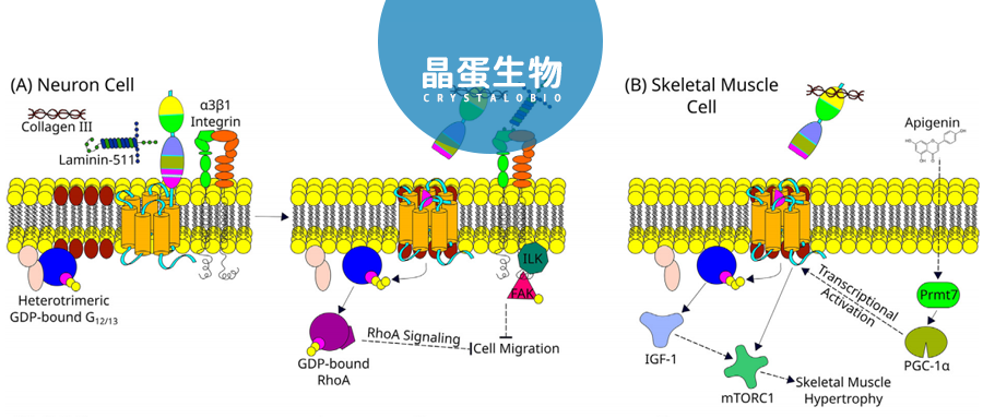 粘附受体GPR56--极具潜力的新靶点