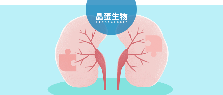 肾脏杀手-慢性肾病之糖尿病肾病