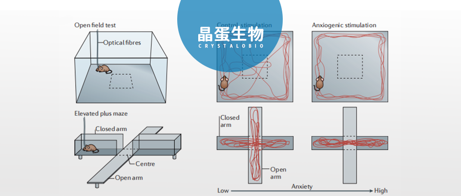 与恐惧和焦虑治疗相关的神经元回路