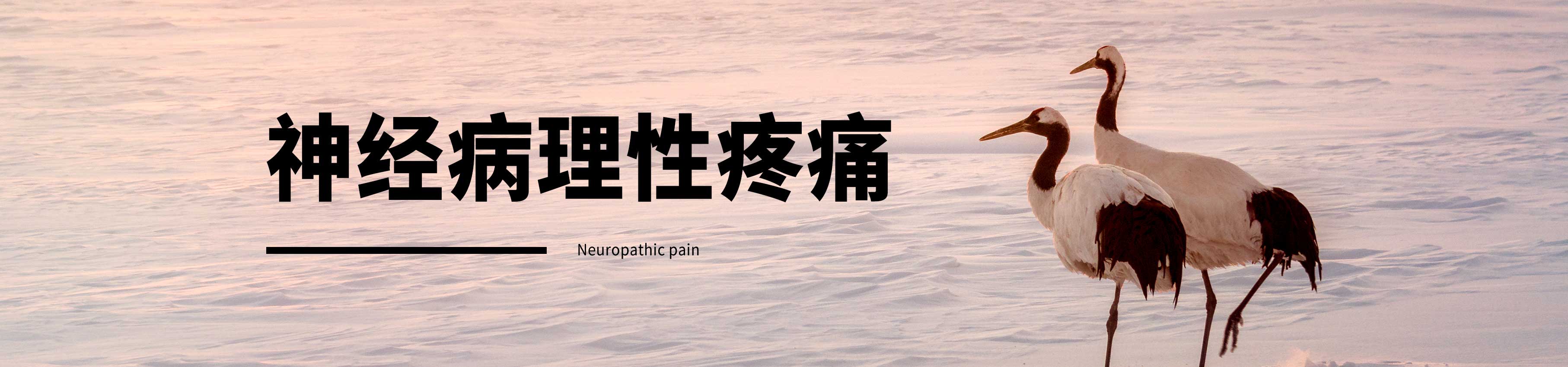 神经病理性疼痛